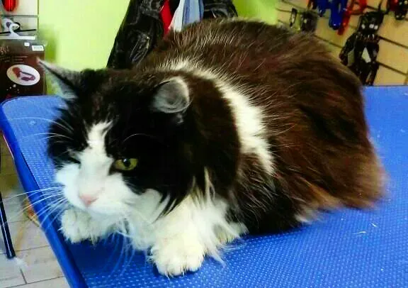 Lavage de chat à Loches