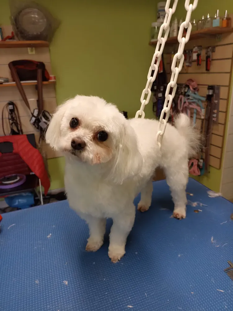 Shampoing chien à Loches