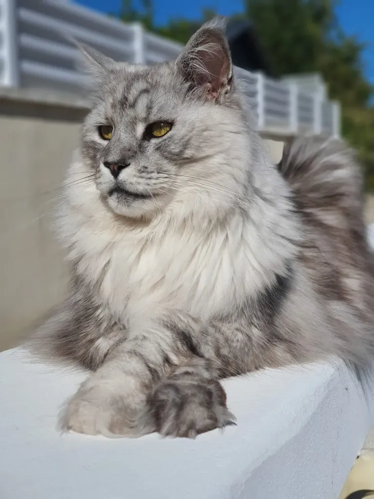 maincoon
